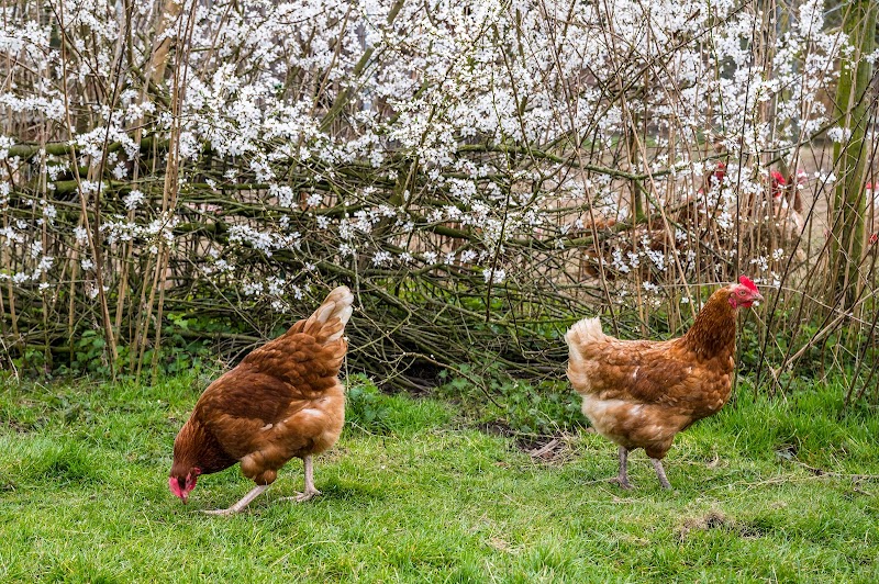Woodhouse Farm and Garden CIC