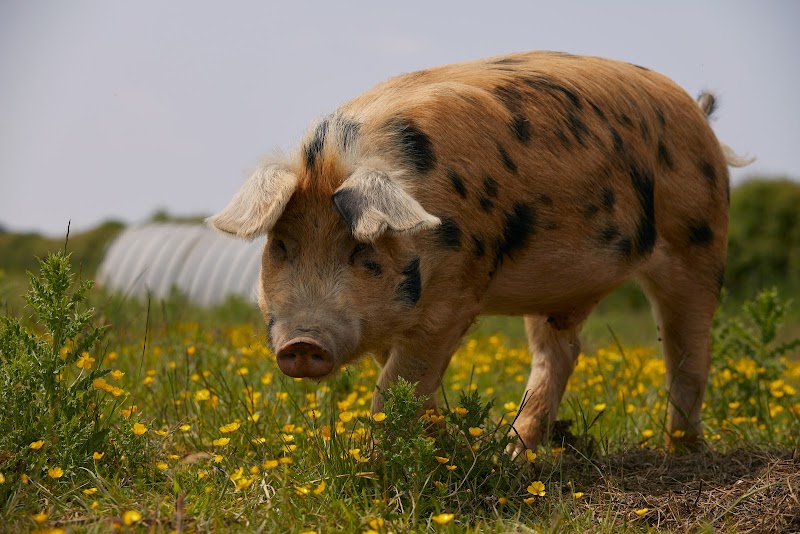 Slade Farm Organics Farm Shop