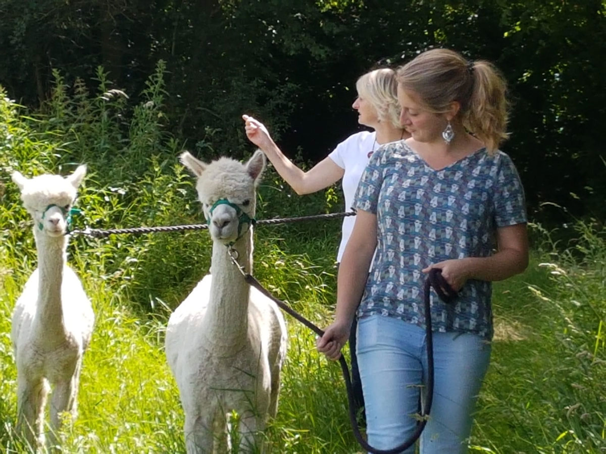 Hilly Ridge Alpacas