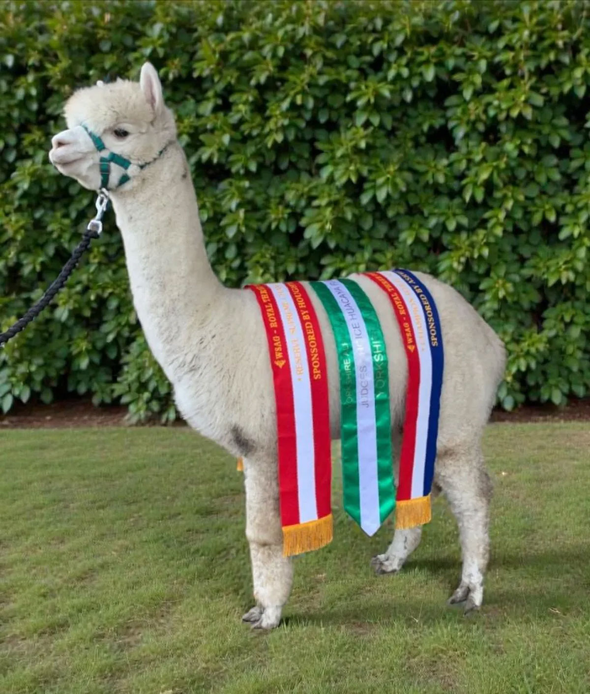 Hilly Ridge Alpacas