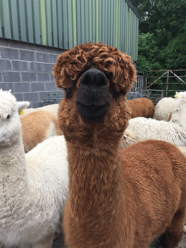 Penrhallt Alpacas