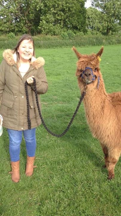 Penrhallt Alpacas