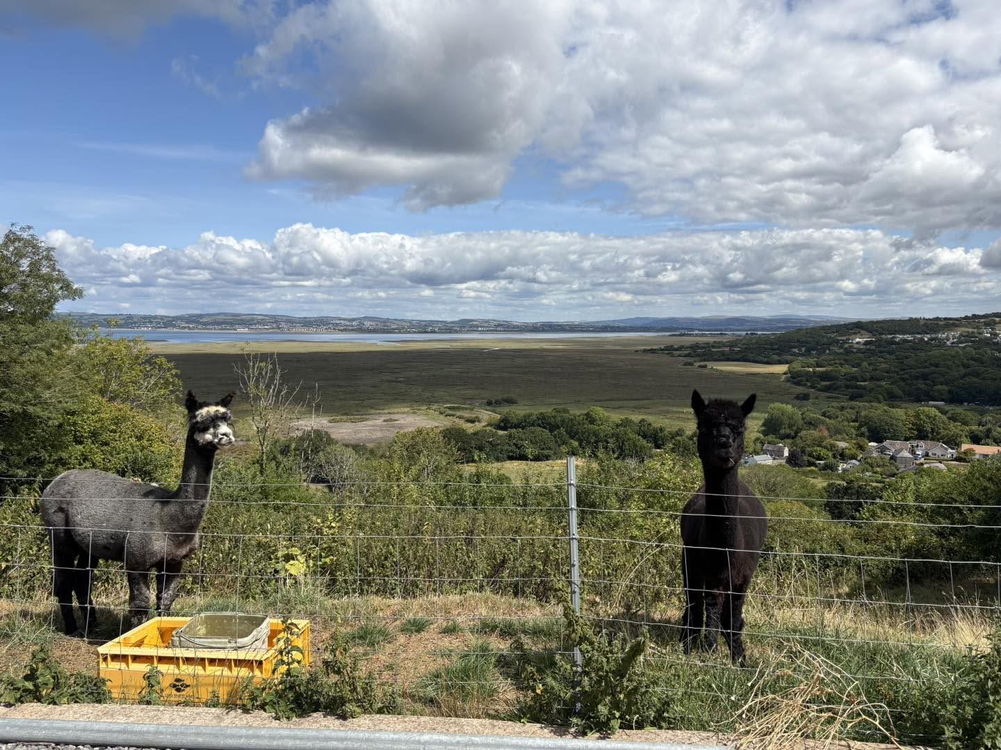 Penrhallt Alpacas