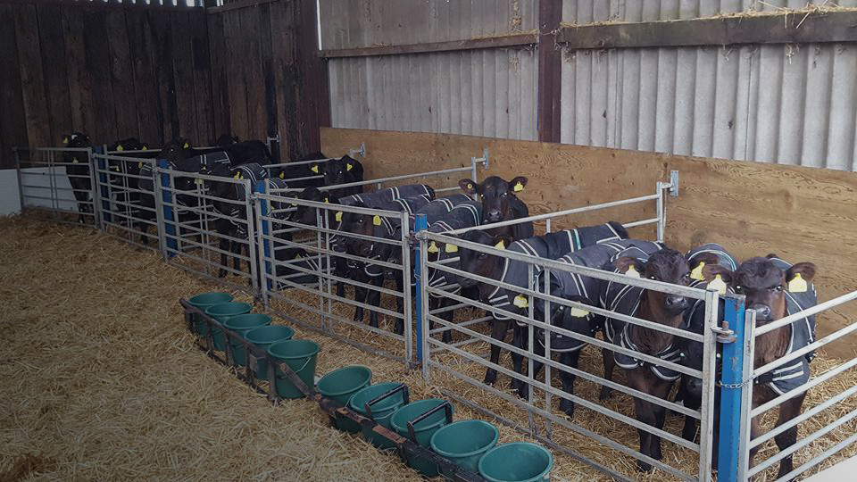 Cosy Calf