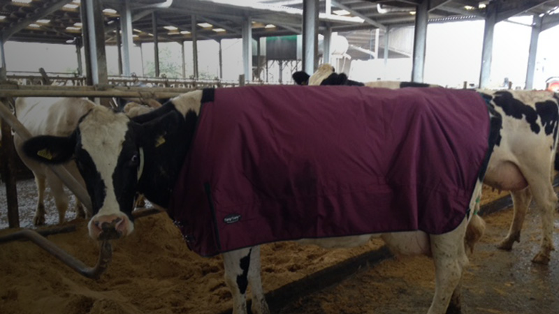 Cosy Calf