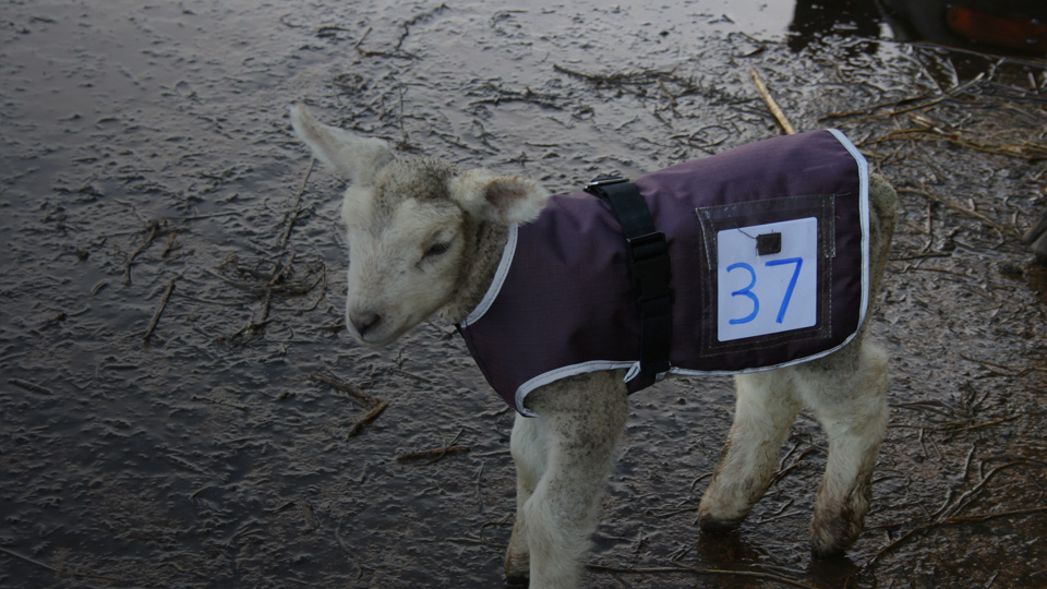 Cosy Calf