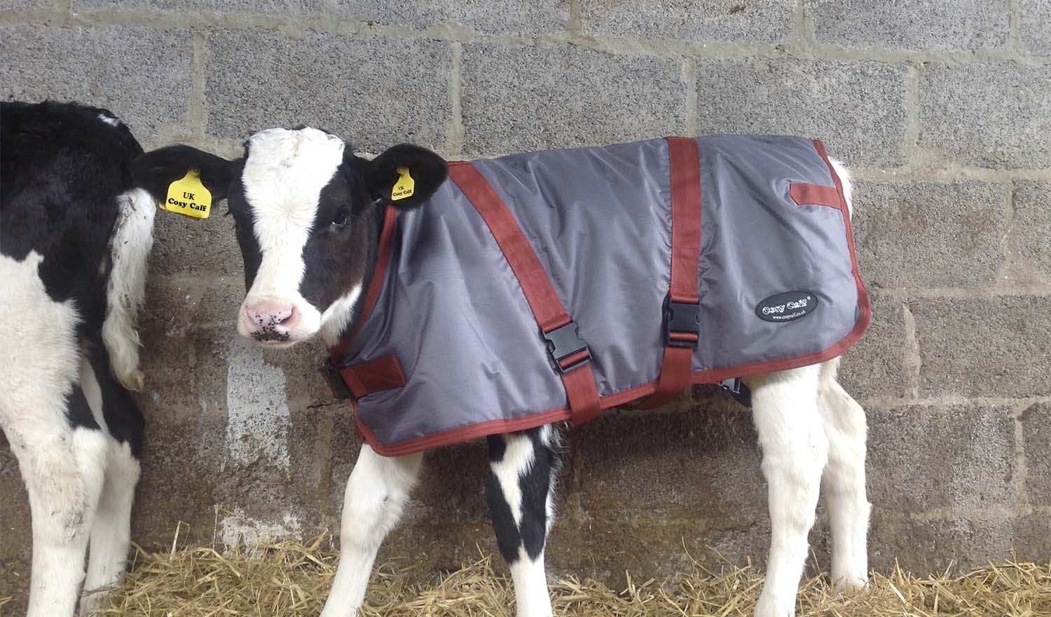 Cosy Calf