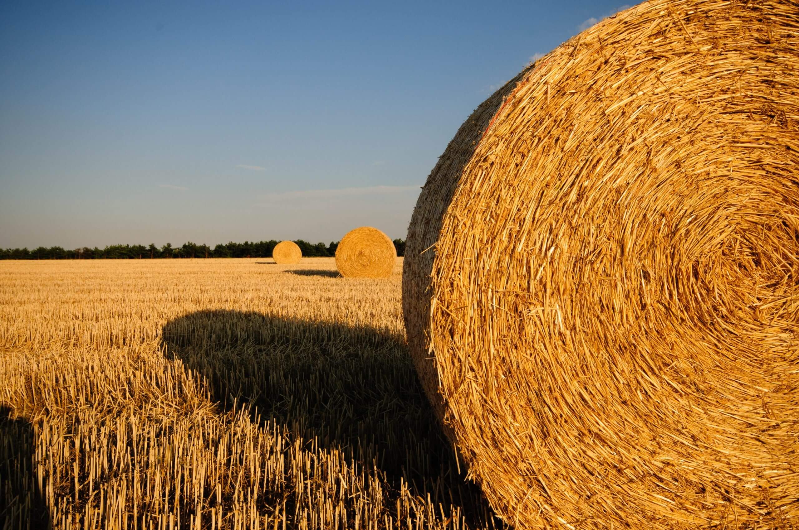 Hayward United Farmers Ltd
