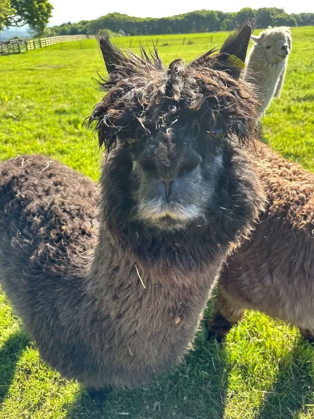 Mayfield Alpacas