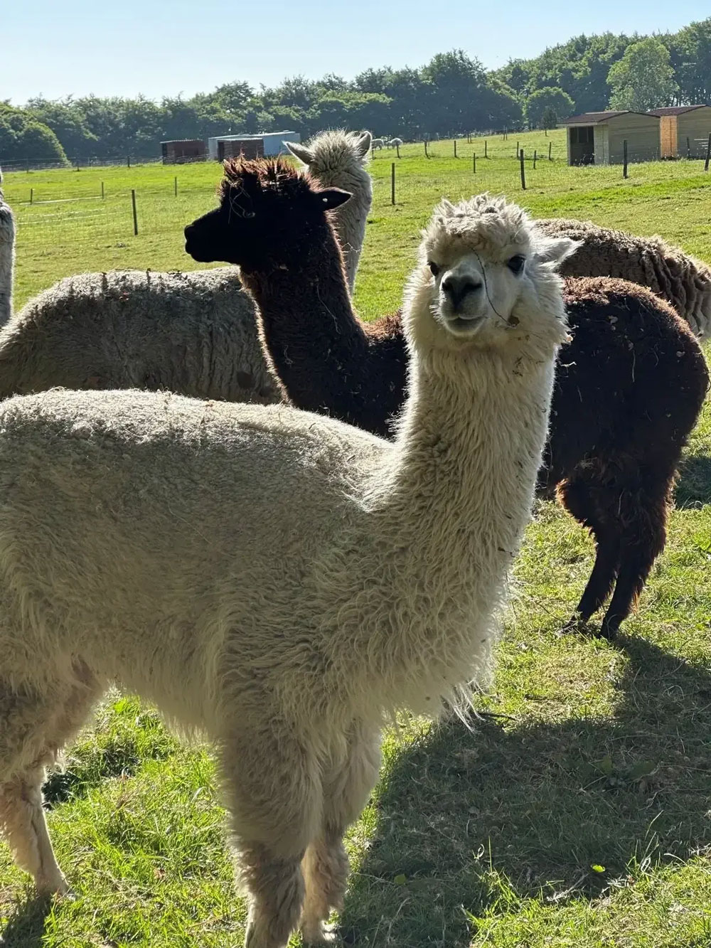 Mayfield Alpacas