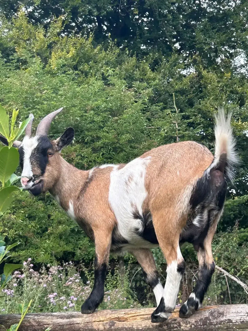 Mayfield Alpacas