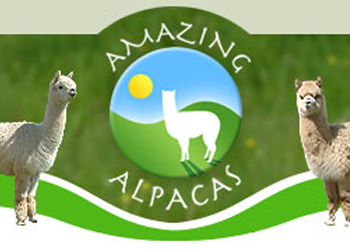 Amazing Alpacas