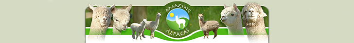 Amazing Alpacas