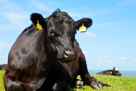 'Provenance, credibility and Halal': Livestock industry looks towards post-Brexit marketplaces The industry agreed food quality safeguards and quality standards will be key to the continued success