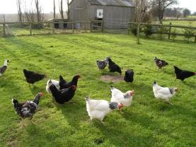 Uplees Farm_1 Uplees Farm_1