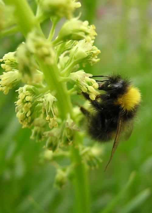 Banning insecticides will not save British bees Banning insecticides will not save British bees