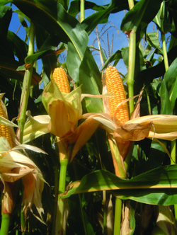 Three New 'Bred for Britain' Maize Varieties to be launched Three New 'Bred for Britain' Maize Varieties to be launched