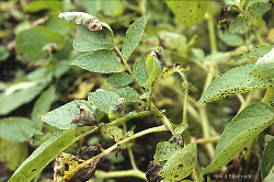 Watch for tuber blight sting, warns BPC Watch for tuber blight sting, warns BPC