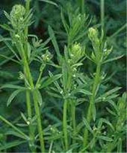 Cleavers in winter oilseed rape can wait until spring Cleavers in winter oilseed rape can wait until spring