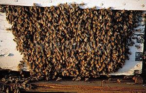Perk up your Pollinators! Perk up your Pollinators!