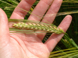 High fuel and fertiliser costs could favour spring barley over late-drilled winter wheat High fuel and fertiliser costs could favour spring barley over late-drilled winter wheat