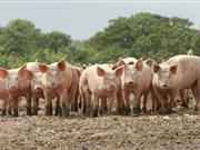 Pig manure wanted for research project to look into harmful parasite issues Ascaris infections can lead to reduced growth rates and ‘milk spots’ on pig livers