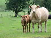 Farmer fined £27k for record-keeping failures 'which could have spread disease' The court heard that the catalogue of failures could have led to the spread of bovine TB and BSE