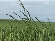 Growers urged to ‘spray now’ to tackle grassweed control problems Dow AgroSciences is urging wheat growers to instigate a robust grassweed control programme