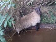 Stranded sheep trapped for three hours rescued by special water rescue team The sheep had fallen from the riverbank into the water and been trapped for at least three hours
