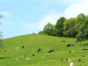 First Milk announces October milk price increase of 2ppl This is the largest monthly increase for First Milk members since 2007