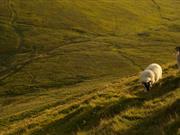AHDB genetic scheme RamCompare shows 'very positive' results in early stages The industry scheme aims to drive genetic improvement forward through the inclusion of commercial data in genetic evaluation