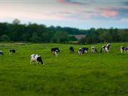 Welsh Assembly reminded of the importance to tackle bovine TB effectively "Controlling the disease in both the cattle and badger populations remains imperative to achieving bovine TB eradication in Wales"