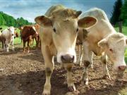 Scotland announces significant changes to cattle movements Union call for flexibility in implementation of new recording rules to replace linked holdings