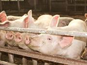 Upton pig farm application approved despite mass opposition Despite the opposition, driven in part by Animal Aid, growing to more than 7,500 signatures, the unit has now been approved