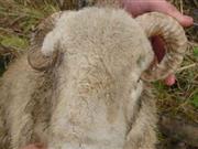 Farmer found guilty after sheep blinded by horn The ram had horns growing into its eyes