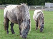 Charity shock as Shetland pony is stolen from Essex centre - police seek information Any information about Yogi or details of suspicious activity around Redwings’ Ada Cole centre can be reported to Redwings’ welfare team on 01508 481008 or to Essex Police on 01245 491491 or 101