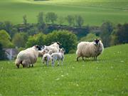 Marks and Spencer's to source lamb from British farms for a further six weeks in 2017 Co-op and Marks and Spencer's have recently announced their intention to further source British lamb