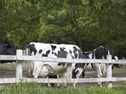 Smaller herd and reduced milk yield reasons for decrease in British milk production Farmers have not been pushing for high milk volumes this year