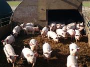 Pig industry 'surprised' by government figures showing increase in English pig herd Defra reports 'surprising' increase in English pig herd
