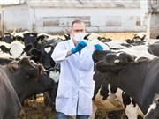 Safeguarding animal health and welfare 'at the heart' of veterinary Brexit priorities The veterinary sector has called on the government to protect existing animal welfare laws