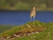 Farmers and conservation groups work together in Oxfordshire to help threatened bird species RSPB and local farmers work together to save the curlew