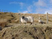'Our business could be compromised due to continued failure': Upland farmers voice RPA concerns Upland farmers voice RPA concerns, saying their business could be 'compromised' due to payment failures