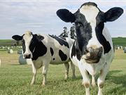52,000 farmers from 27 EU countries participate in Milk Production Reduction Scheme Milk Production Reduction Scheme was announced by Hogan as part of a €500m aid package for the dairy sector