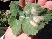 Protect OSR with tebuconazole at the first sign of 'Light Leaf Spot' infections Light leaf spot disease