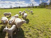 Rural sector calls on government to protect 'distinct needs' of Welsh farming post-Brexit Politicians must fight for future of farming in post-Brexit Wales, the rural sector has said