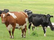 Live export of cattle 'must be encouraged' to help boost beef farmers incomes Cattle exports key to better prices, the UFU have said