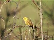 Farmers asked to count birds to help reverse decline of species in countryside Yellowhammer (Photo: P Thompson GWCT)