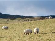 Uncertainty around Areas of Natural Constraint scheme making it 'impossible' for farmers to make decisions The ANC Scheme provides a payment to farmers with land in constrained areas (i.e. within a severely disadvantaged area)