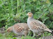 Farmers asked to count number of wild grey patridges In some parts of England, wild grey partridge production appears to have been low