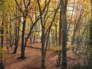 New opportunity for profitable forestry post-Brexit, says CLA Brexit offers a new opportunity for landowners to provide more forestry, according to the CLA